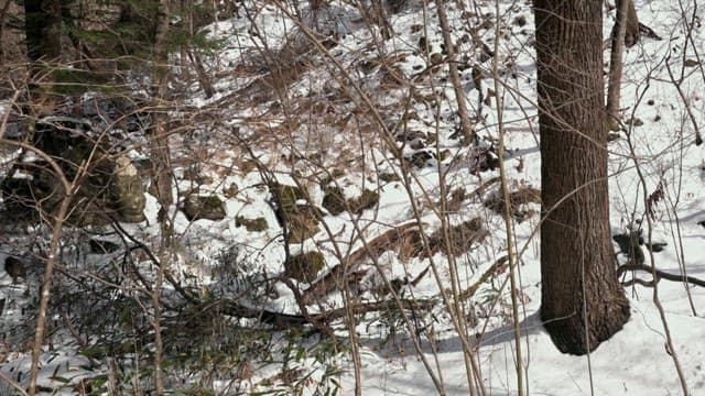 Hawk Observing the Snowy Forest