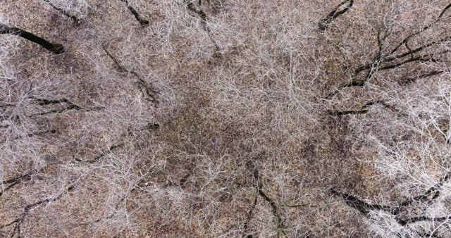 나뭇잎이 없는 겨울 나목으로 가득해 황량한 눈 덮인 숲