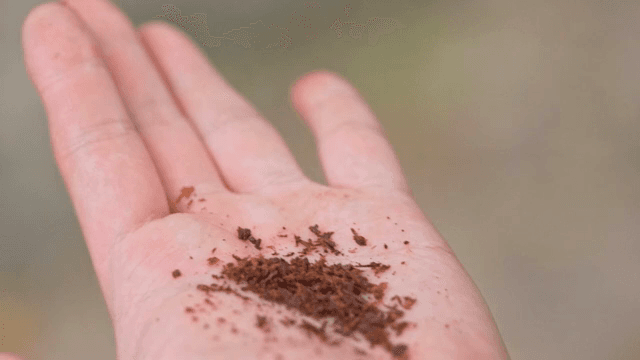 손바닥 위 카카오 껍질