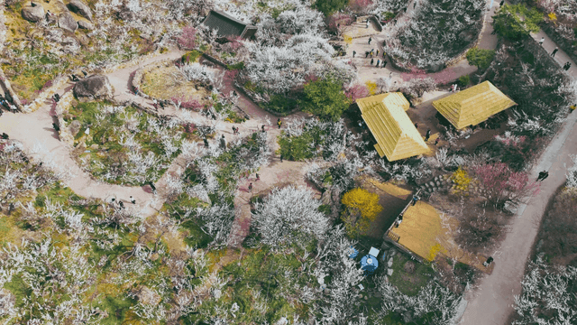 꽃이 만발한 나무들 사이의 전통 한옥