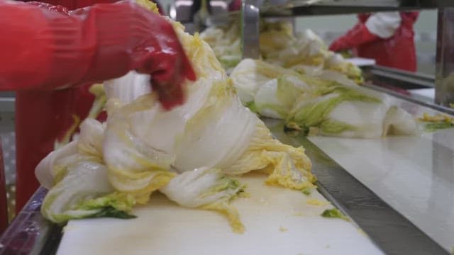 Workers cutting cabbage with a knife in a food factory