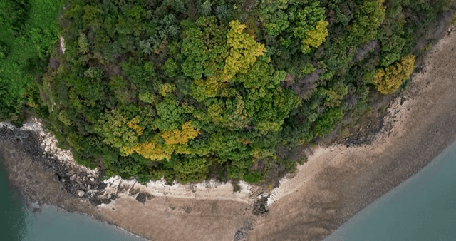 숲이 우거진 해안선의 항공 뷰