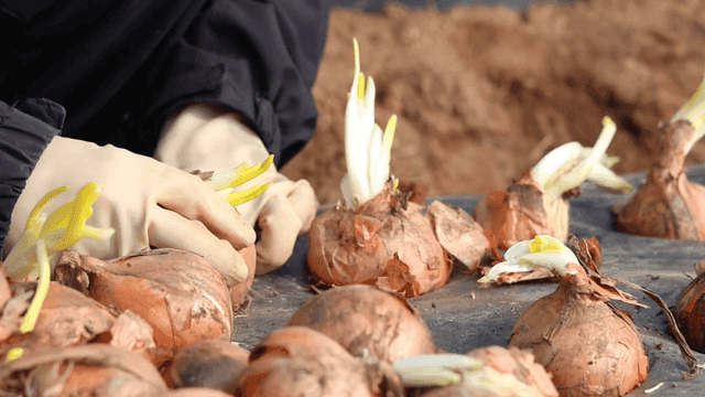 Onions carefully planted in soil