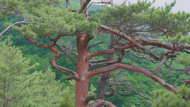 눈에 띄는 소나무가 있는 활기찬 숲