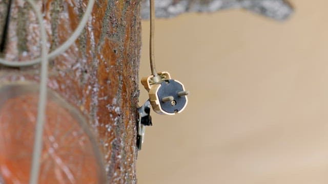 나무 줄기에 걸려있는 플러그