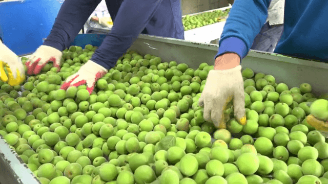 공장에서 매실을 분류하는 장면