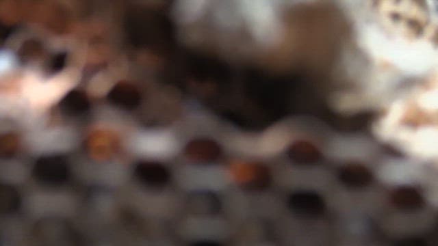 Wasp larvae writhing inside a hexagonal honeycomb