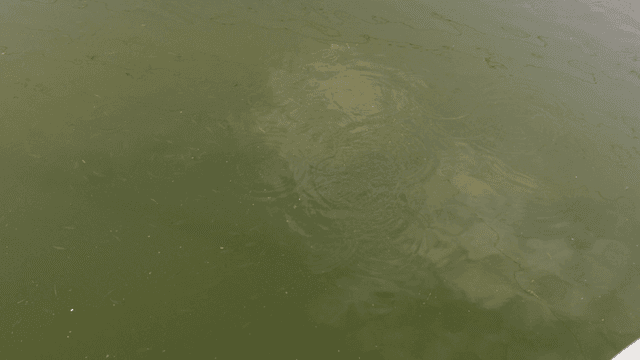 Freshwater with schools of small moving fish