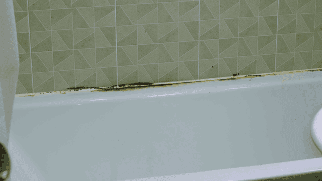 욕실의 곰팡이 핀 욕조 가장자리