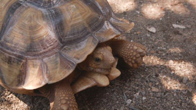 Large tortoise resting on the dirt floor on a sunny day