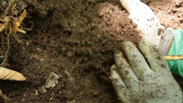 Harvesting ginseng from the soil while wearing gloves