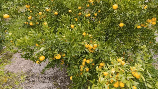 잘 익은 과일이 달린 귤나무