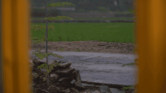 시골 들판에 내리는 장대비