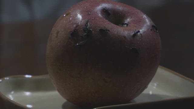 접시 위의 사과에 개미가 기어다니는 모습