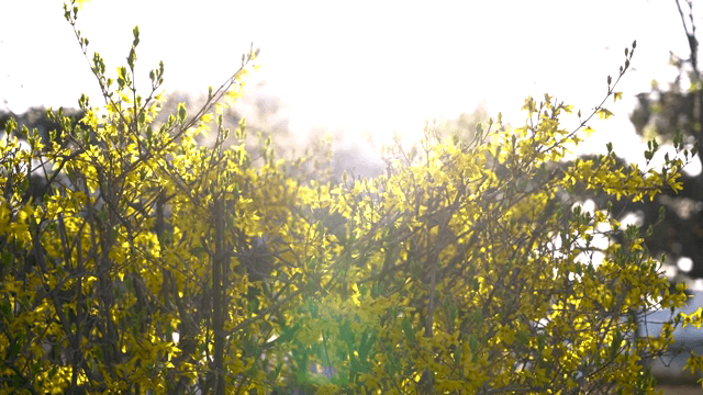 햇살 가득한 정원에 핀 개나리