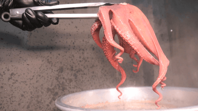 Tongs lifting boiled octopus from pot