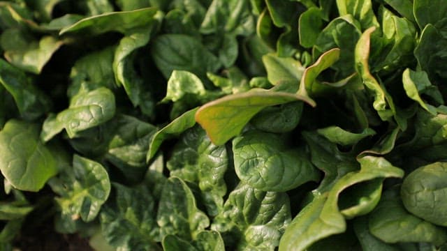 Fresh green spinach growing in the field