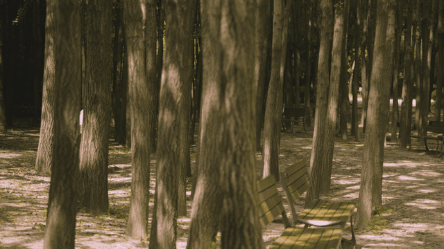 Quiet forest with bench