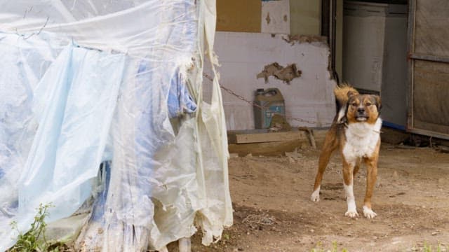 Dog barking on a leash on a barren dirt floor with torn plastic vinyls