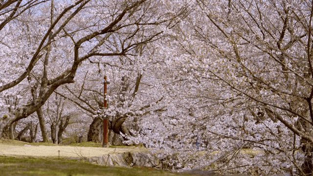 공원에서 만개한 벚꽃