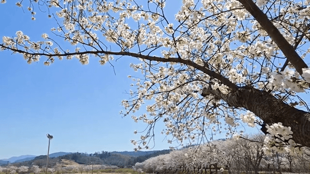 맑은 하늘 아래 핀 벚꽃