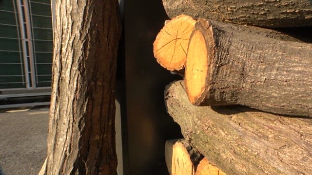 한낮에 쌓인 통나무 사이를 탐험하는 새끼 고양이