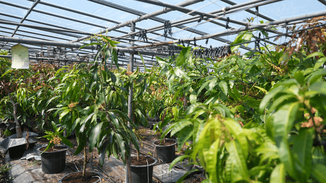 Greenhouse with lush plants and sunlight