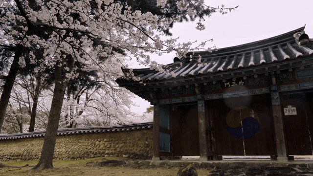 Traditional Korean house with cherry blossoms