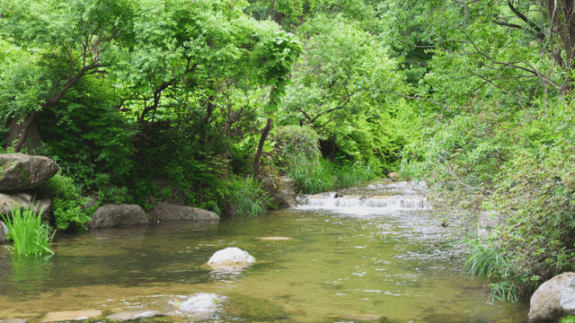 푸른 나무로 둘러싸인 고요한 계곡