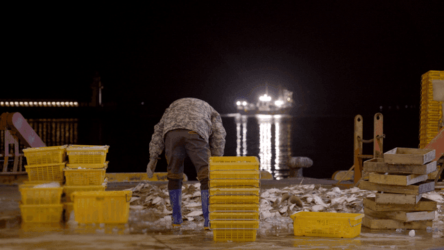 Workers sorting fish at dock at night