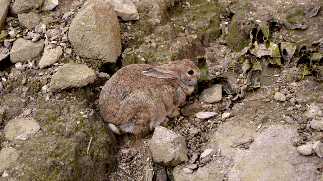 Rabbit eating leaves next to rock