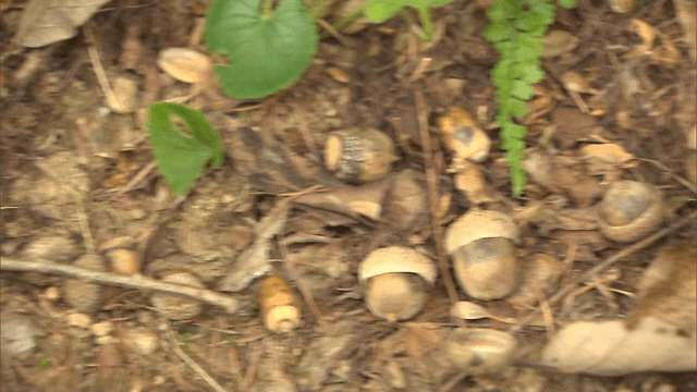 Acorns scattered on the forest floor