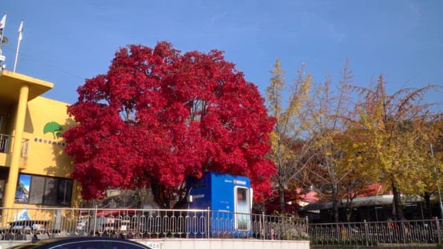 Red, huge maple tree in front of a yellow building on a sunny day