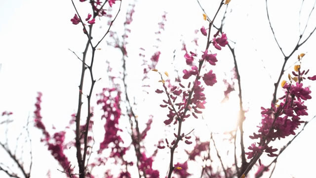 꽃이 핀 가지 사이로 비치는 햇빛