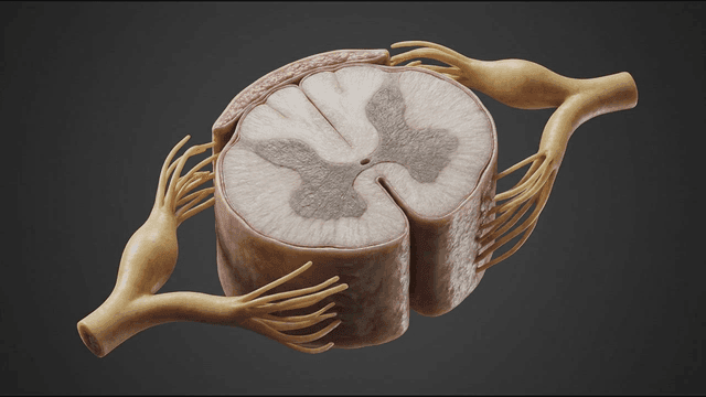 Detailed view of a spinal cord section