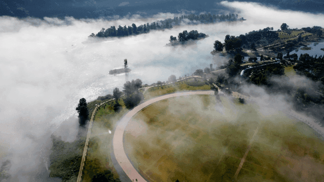 Foggy river and tree scenery
