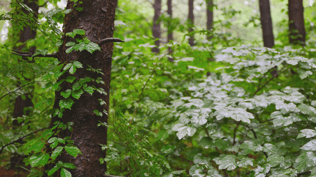 숲 속 잎 위로 떨어지는 빗방물