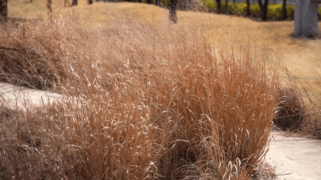 부드러운 바람에 흔들리는 키 큰 풀