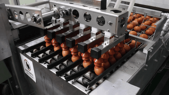 Machine transporting eggs in factory
