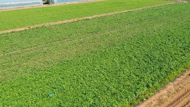 밝은 햇볕 아래 펼쳐진 넓고 푸른 농지