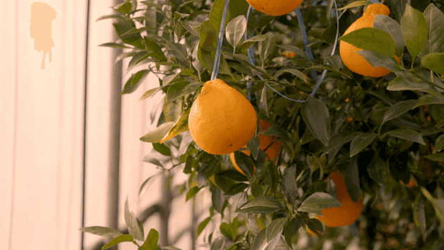 Fresh Hallabong hanging on tree branch