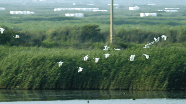 Flock of birds flying over river