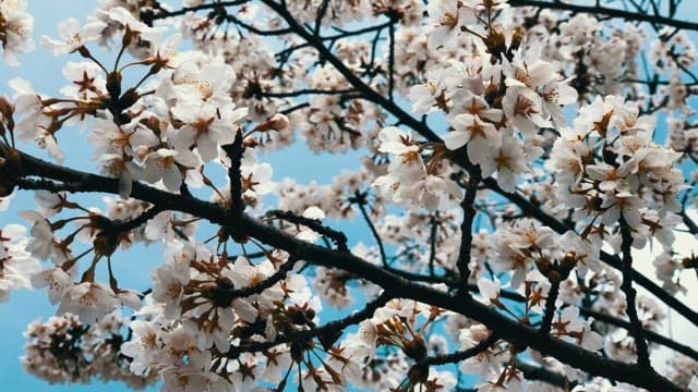 화창한 날, 만개한 벚꽃