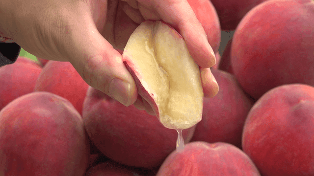 복숭아 과즙을 터트리는 손