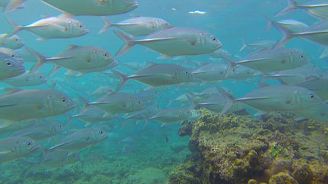 School of Fish Swimming Near Coral Reef