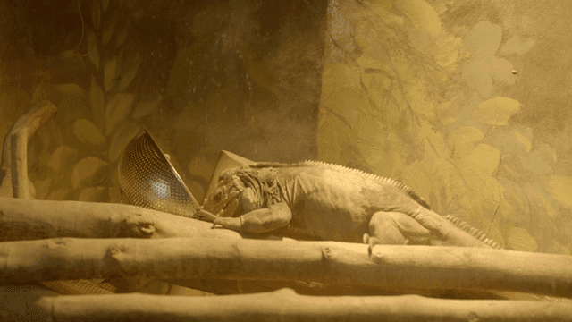 Iguana eating in terrarium