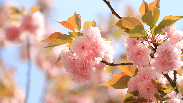 나뭇가지에 핀 벚꽃