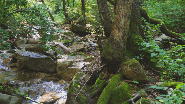 바위가 있는 고요한 숲 속 계곡