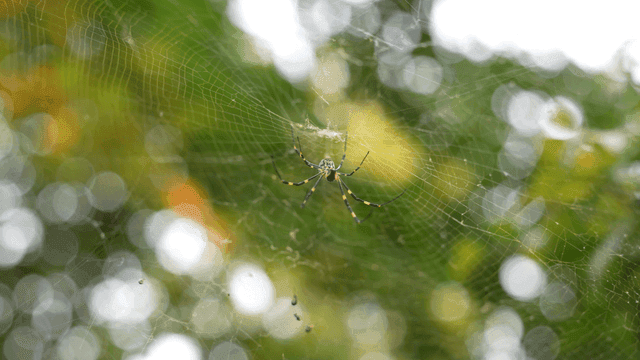 녹색 숲 속 거미줄 위의 거미