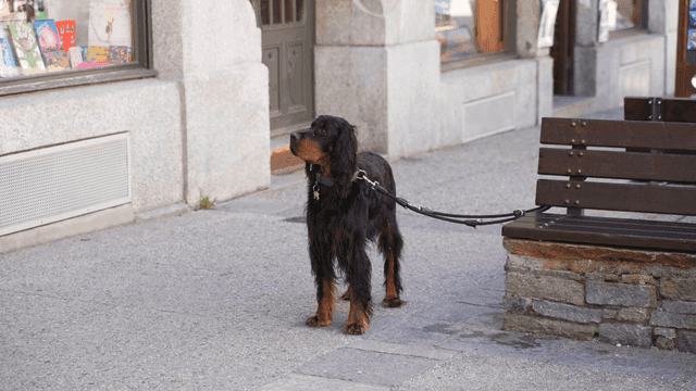 Dog tied to bench on street